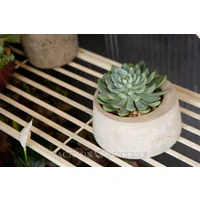 Load image into Gallery viewer, Moon Pot