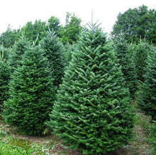 Load image into Gallery viewer, Christmas Tree Fraser Fir Lights