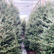 Load image into Gallery viewer, Christmas Tree Fraser Fir Without Lights