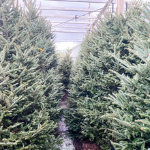 Load image into Gallery viewer, Christmas Tree Fraser Fir Lights