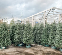 Load image into Gallery viewer, Christmas Tree Fraser Fir Without Lights