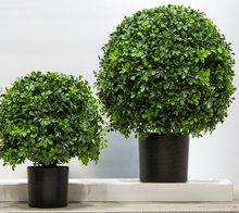 Load image into Gallery viewer, Boxwood Topiary
