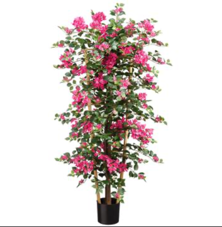 Bougainvillea Plants – Tpg