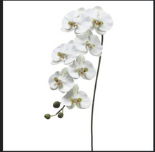 Load image into Gallery viewer, Phalaenopsis Orchid Plant

