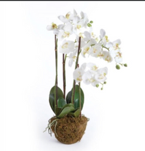 Load image into Gallery viewer, Phalaenopsis Orchid Drop-In
