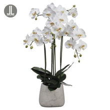 Load image into Gallery viewer, Phalaenopsis Orchid Plant
