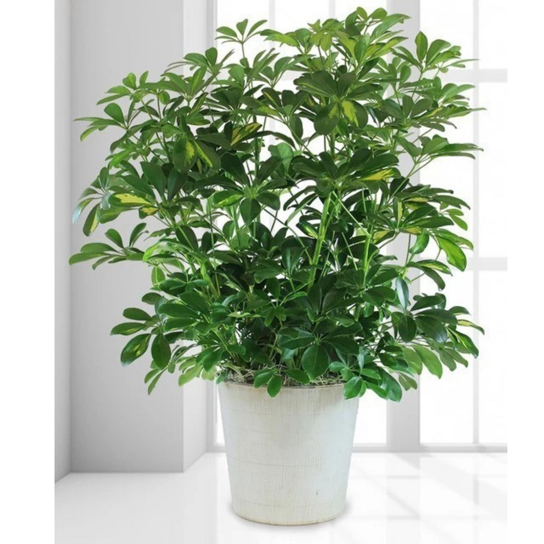 Schefflera – 2.5 ft