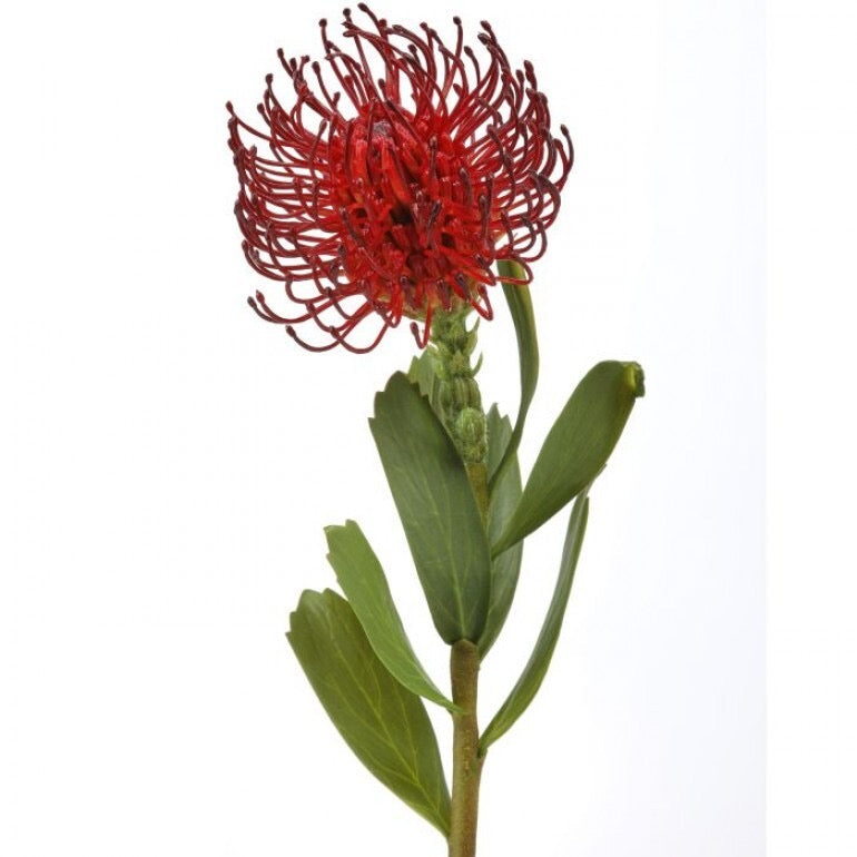 Pincushion Protea 21”