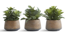 Load image into Gallery viewer, Succulents in Pots
