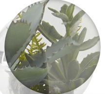 Load image into Gallery viewer, Glass Succulent Premade Terrarium
