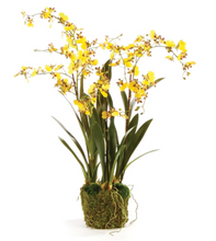 Load image into Gallery viewer, Dancing Orchid Drop-In
