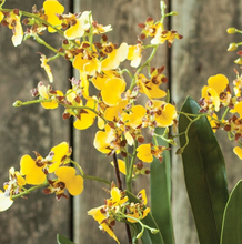 Load image into Gallery viewer, Dancing Orchid Drop-In
