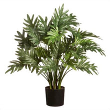Load image into Gallery viewer, Philodendron Selloum Plant in Pot
