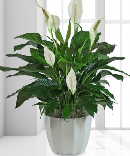 Peace Lily – 3ft