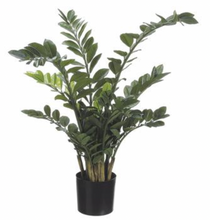 Load image into Gallery viewer, Zamioculcas Plant in Pot
