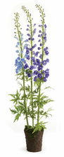 Load image into Gallery viewer, Delphinium Collection
