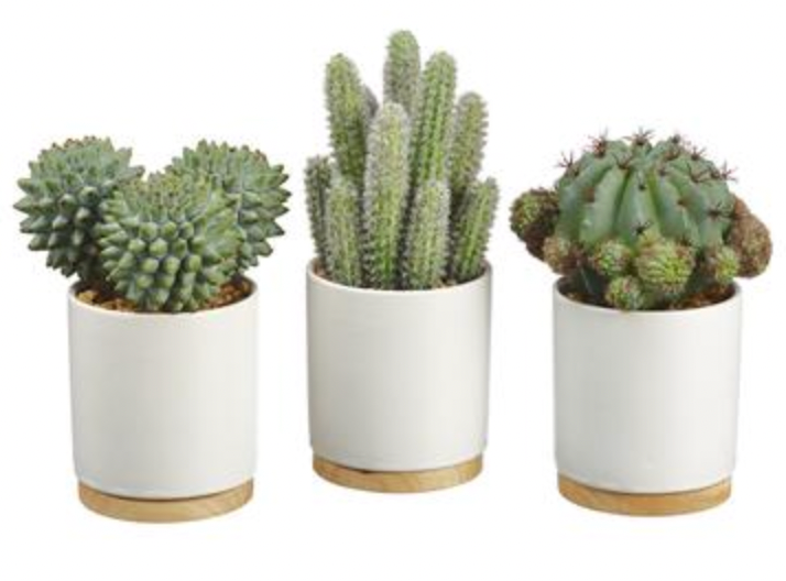 Barrel/Column Cactus in Ceramic Pot