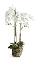 Load image into Gallery viewer, Phalaenopsis Orchid Drop-In
