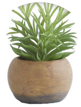 Load image into Gallery viewer, Succulents in Pots
