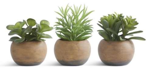 Succulents in Pots