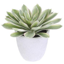 Load image into Gallery viewer, Echeveria in Pot
