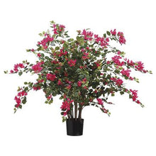 Load image into Gallery viewer, Bougainvillea Plants
