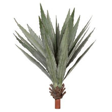 Load image into Gallery viewer, Agave Plant
