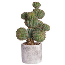 Load image into Gallery viewer, Barrel/Column Cactus in Ceramic Pot
