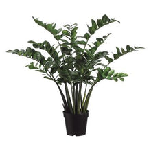 Load image into Gallery viewer, Zamioculcas Plant in Pot
