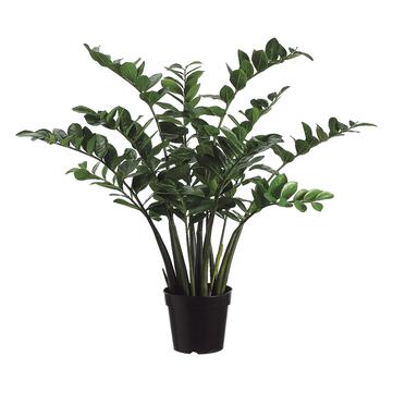 Zamioculcas Plant in Pot