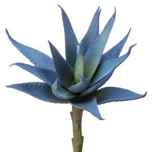 Load image into Gallery viewer, Agave Plant
