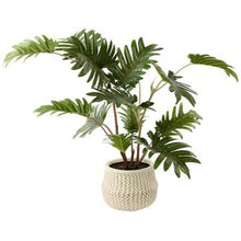Load image into Gallery viewer, Philodendron Selloum Plant in Pot
