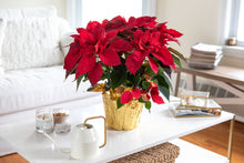 Load image into Gallery viewer, Poinsettia
